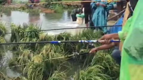 Fishing in Vietnamese rice fields