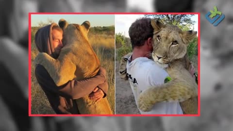 Reunited Majesty: Lion Reunites with Its Keeper After a Long Absence
