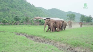 Herd Of Charging Elephants Run To Greet Newly Rescued Baby Calf
