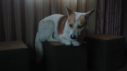Dog sits perfectly on a cube chair