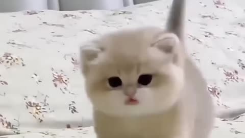 Cat 😺 funny video
