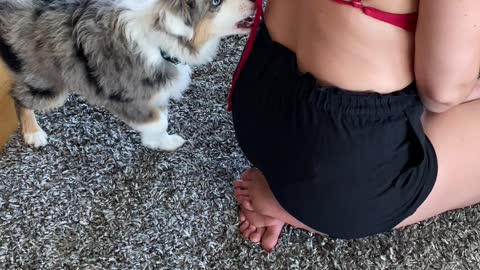 Mini Australian Shepherd Puppy Removes Bikini Top