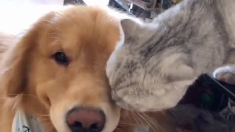 Golden Retriever and Rescue Cat Love Each Other To Bits..❤️