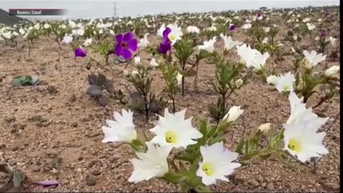 The Driest Desert On Earth, The Atacama, Has Begun To Bloom