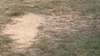 A small bird playing with clay