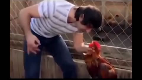 When you ask a rooster to crow at 7:00