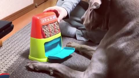 Weimaraner humorously uses dog food slot machine