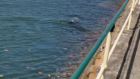 Seal Shows Off in Mosman Bay