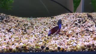 My cute betta fish fall asleep 😅🤭