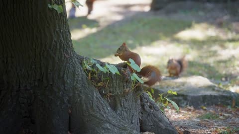 Squirrel sitting next to a tree, eating