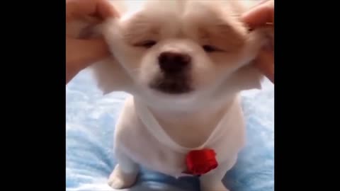 Baby Dogs Video Cute Pets #