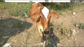 Cow Videos - Cow Video For Kids Video And Mu Mu Sound - Cow Mooing - Learn Animal