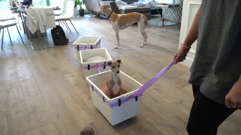 I Made A Train For My Dogs Brain training for dogs