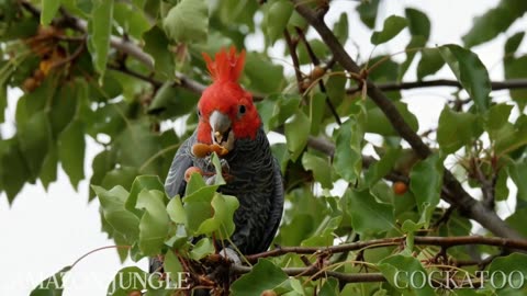 Cockatoo: Stunning Amazon Jungle Footage 🌿 | Must-See Bird 🦜