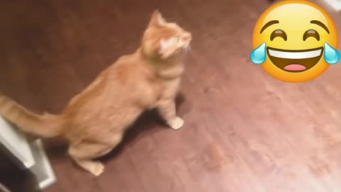 Try to laugh not from this funny video of cats