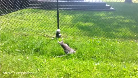 Skunks trying to sprey