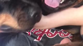 Boy gets squashed by Rottweilers