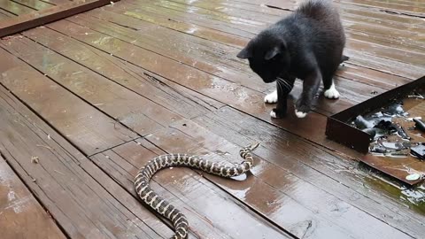 Snake cat fight