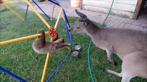 Baby Sloths Being Sloths - So cute