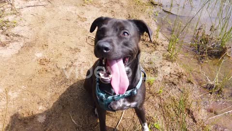 Close Up Of A Cute Pit Bull Black