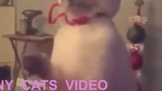 Funny and Cute Cat Videos #234
