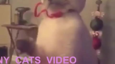 Funny and Cute Cat Videos #234