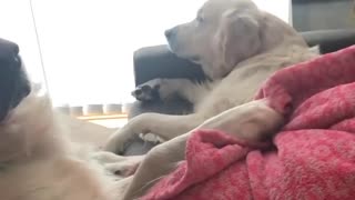 Puppy loves his pregnant mummy