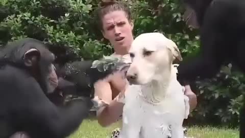 monkey washing a dog