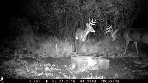 Montana Whitetail Buck Destroys Decoy