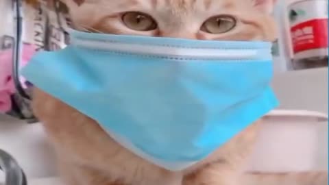 Coughy Cat