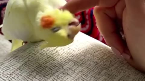 Cockatiel 🦜 The Feathered Friend with Character