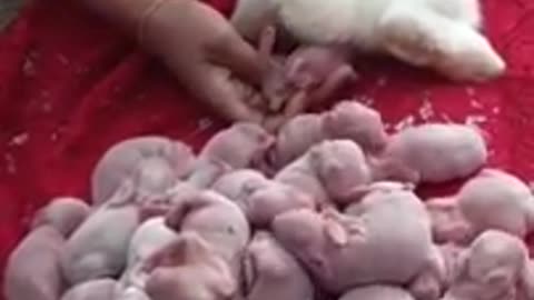 Mother rabbit giving birth 😇