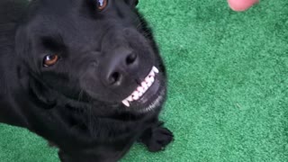 Happy Dog Shows Her Smile