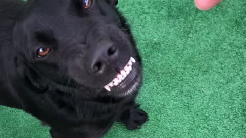 Happy Dog Shows Her Smile