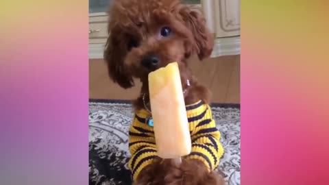 Funny Puppy Videos 8