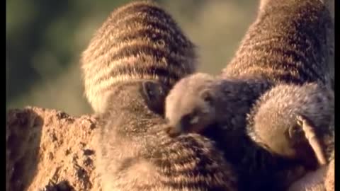 Banded Mongooses Grooming and Looking Out for Danger | Bands on the Run | BBC Earth