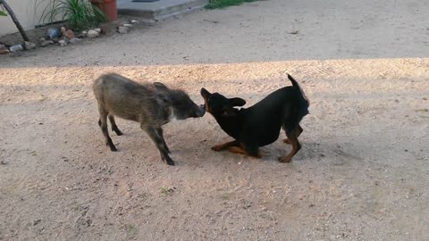 Animal friendships at HESC. Noddy and a Varkie Varkie, the Warthog