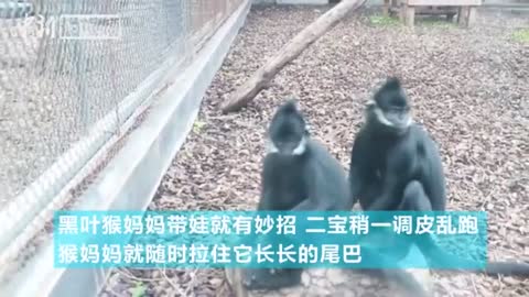 The monkey world giant panda "black langur has a coup for bringing a baby"