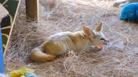 fox eats carrots