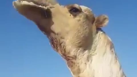 watch while the camel gets angry activities