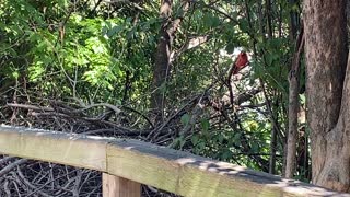 Cardinal with head on a swivel 😊