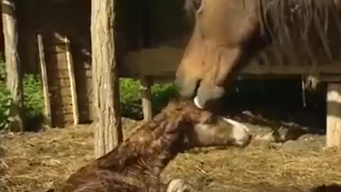 well come into the world the little pony, a horse childbirth