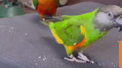 "Parrot Pals Show Off: Adorable Birds Beg for Treats!"