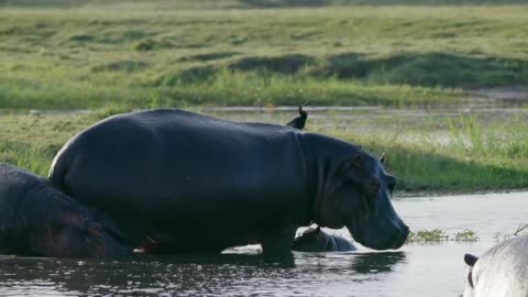 Mother Hippo Fights to Protect Her Calf | Natural World | BBC Earth