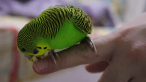 The canary is biting my finger