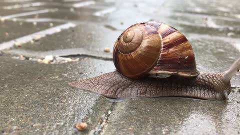 4K HD ZOOM Video Free without copyright - How Snails Move