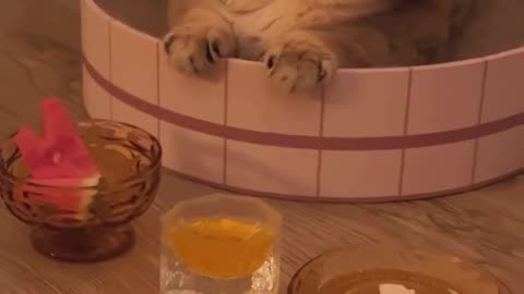 Cute Animal Overload Dogs and Cats Doing the Funniest Things