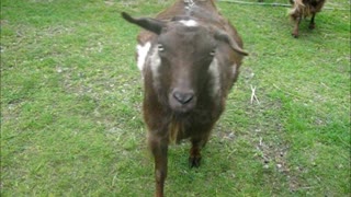 Pregnant Fainting Goats Do The Waddle, Waddle Walk