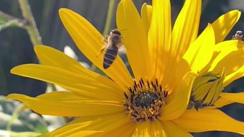 Bee in a Yellow Flower