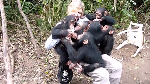 Baby Chimpanzees -taking sawr